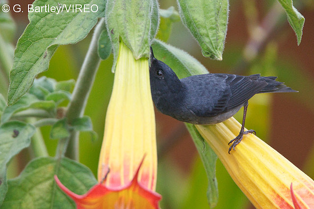 Slaty Flowerpiercer b57-15-442.jpg